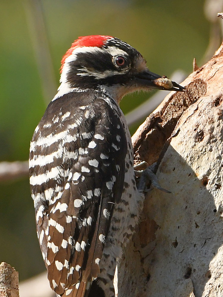 Woodpecker12.jpg