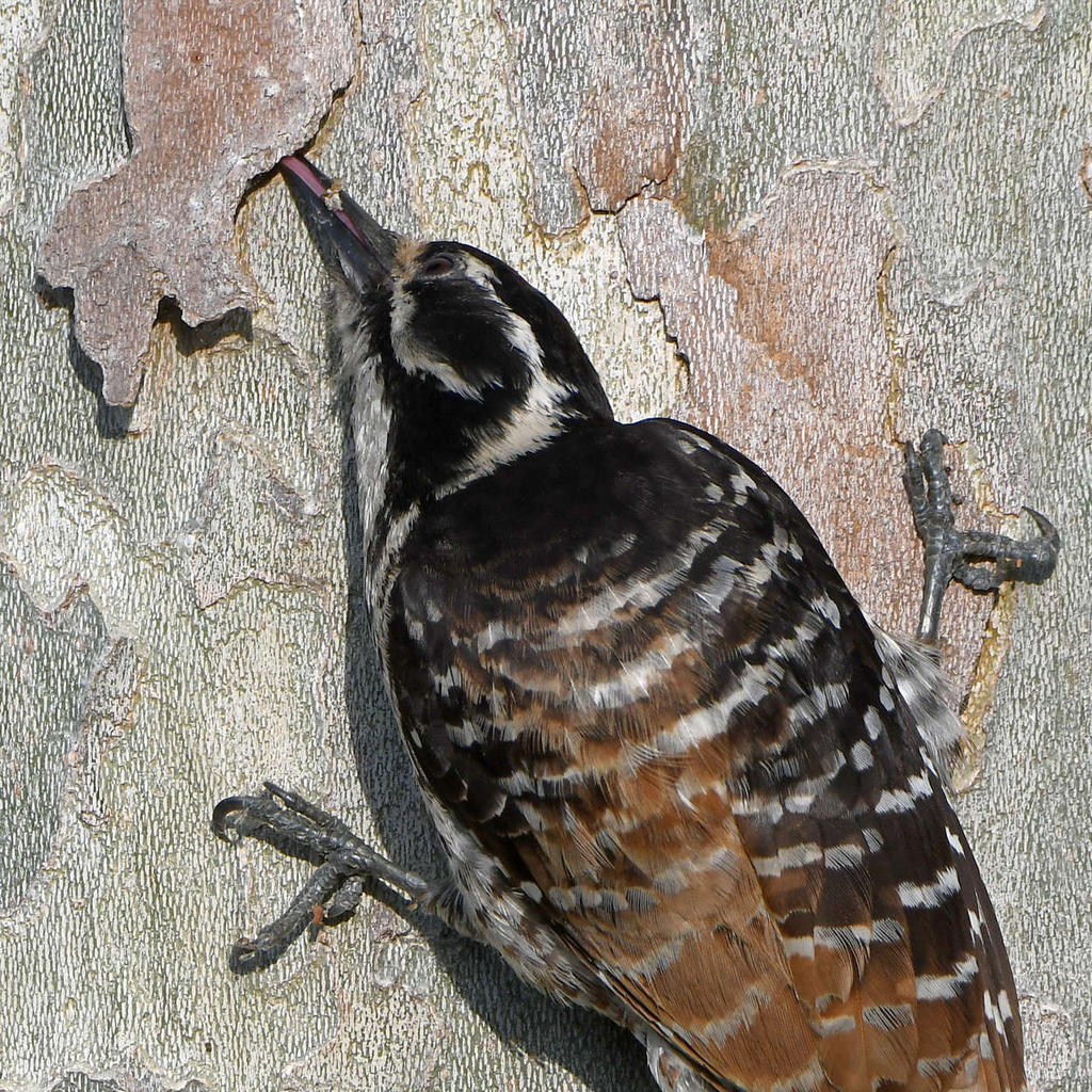 Woodpecker12.jpg