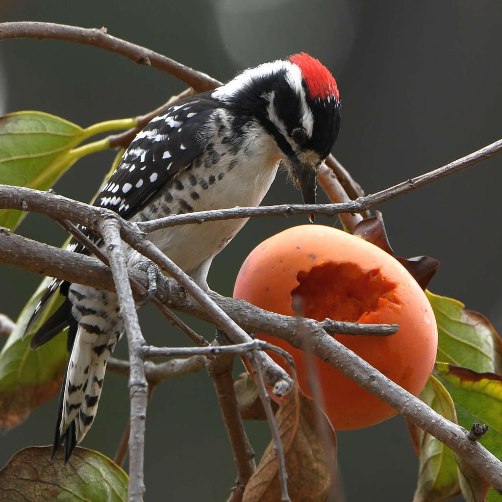 Woodpecker12.jpg