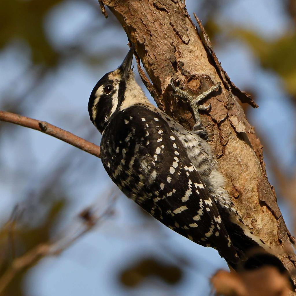 Woodpecker12.jpg