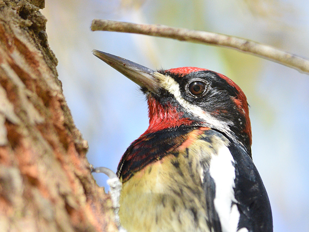 WoodPecker13.jpg