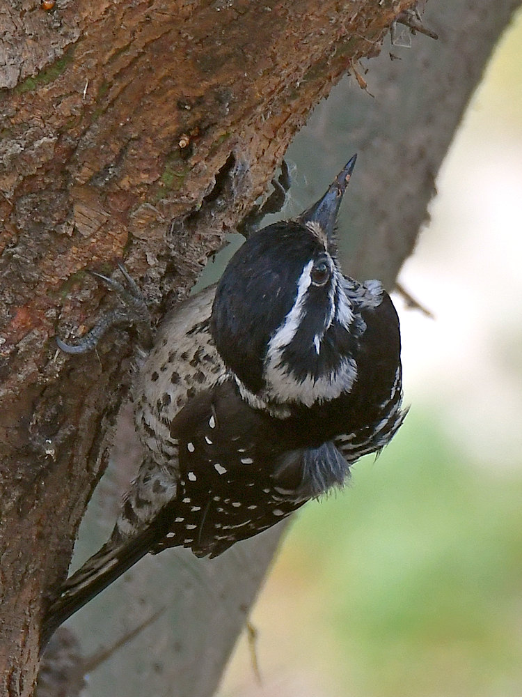 Woodpecker13.jpg