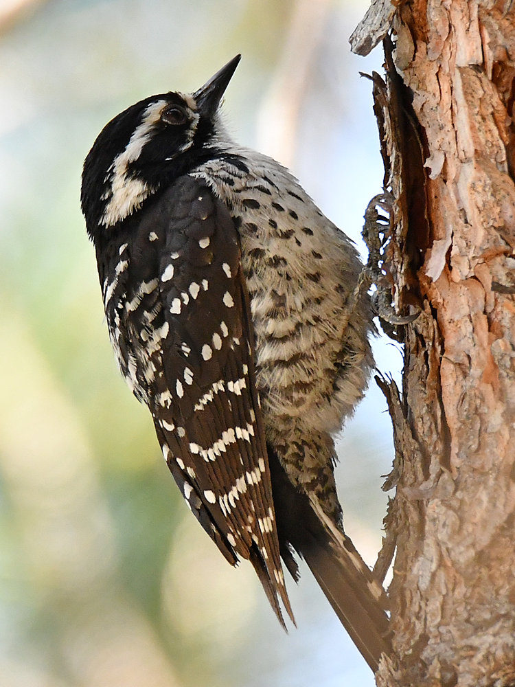 Woodpecker13.jpg