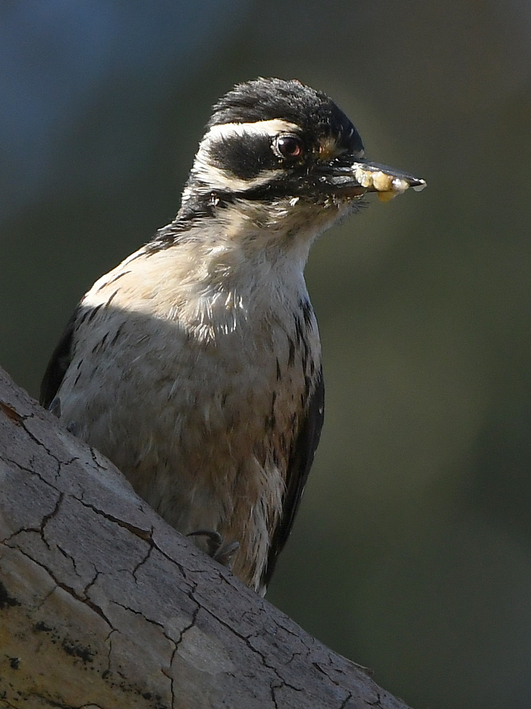 Woodpecker13.jpg