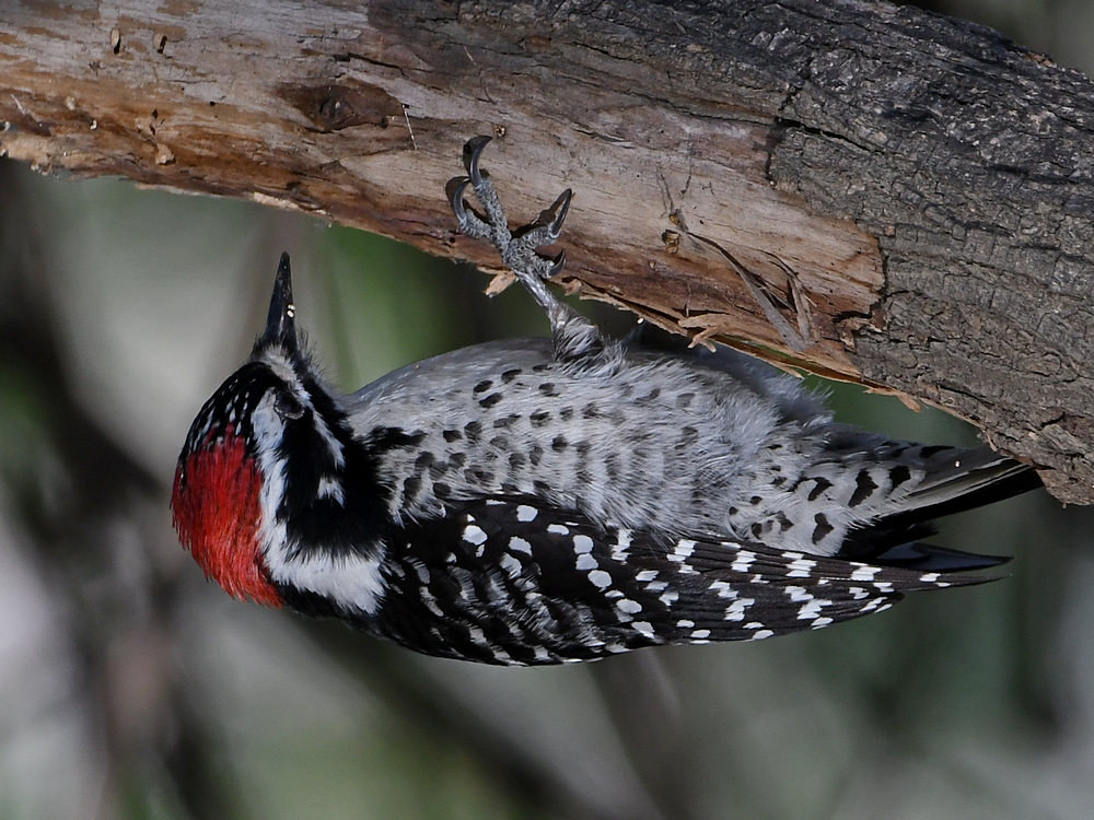 Woodpecker13.jpg