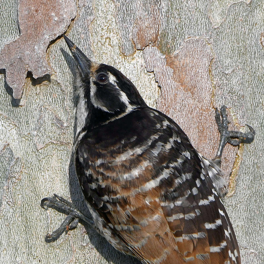 Woodpecker13.jpg