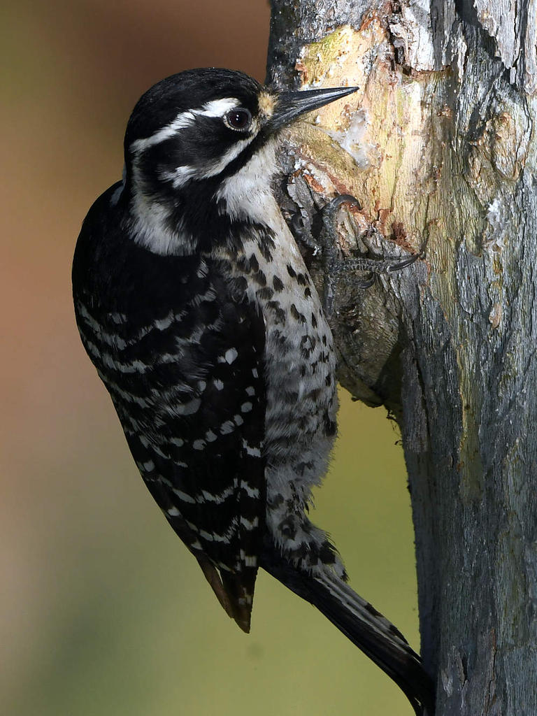 Woodpecker13.jpg