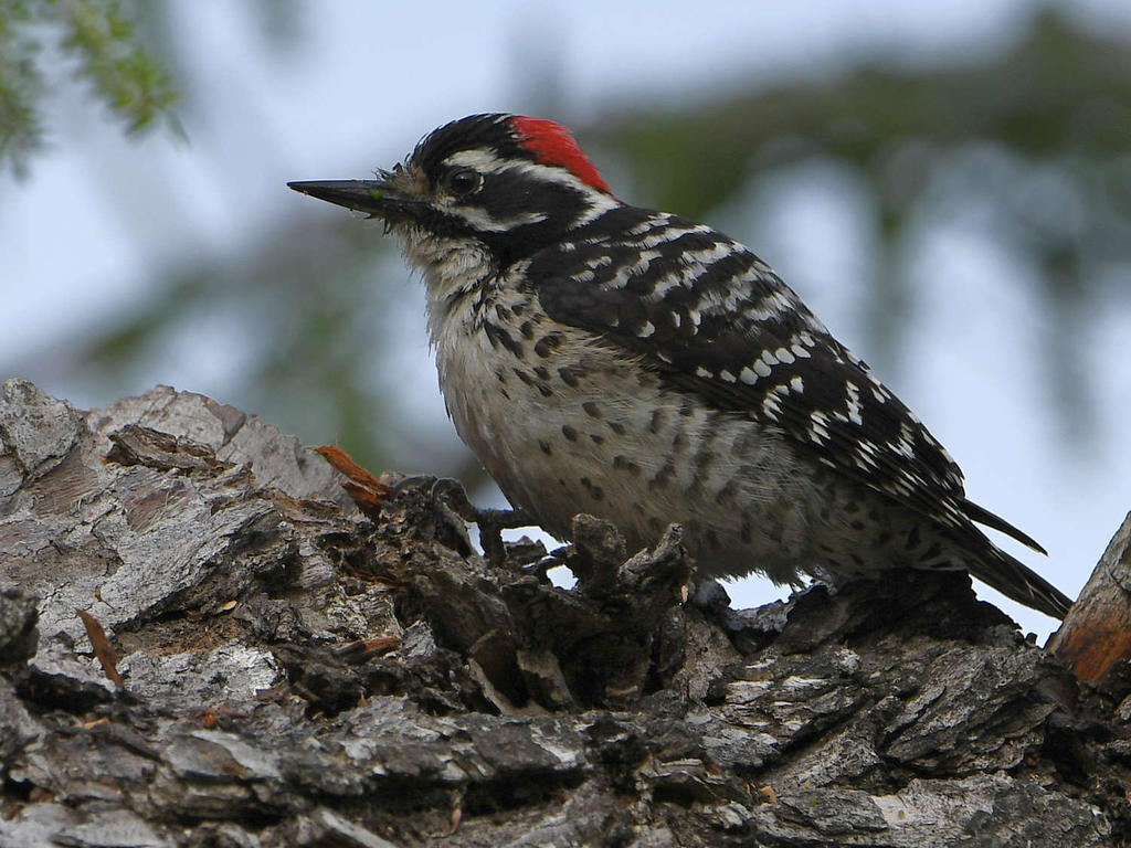 Woodpecker13.jpg