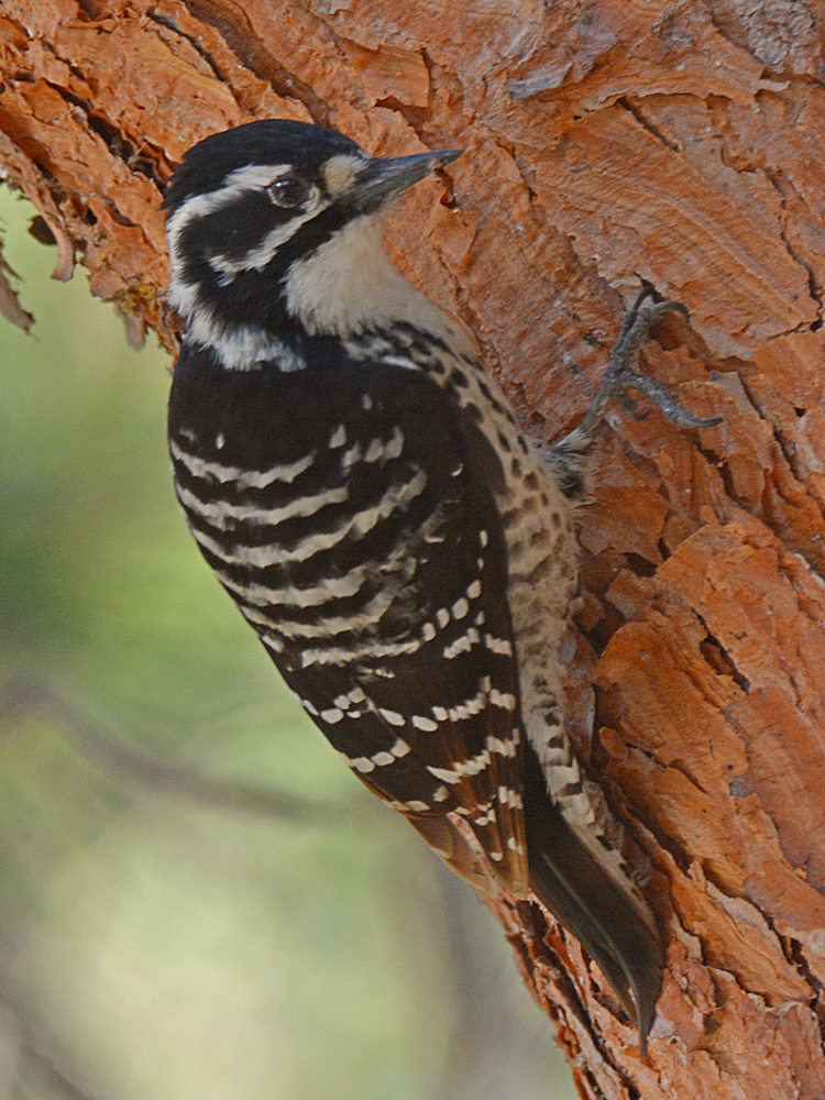 Woodpecker14.jpg
