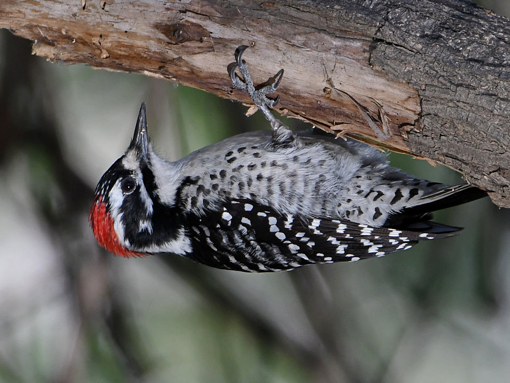 Woodpecker14.jpg