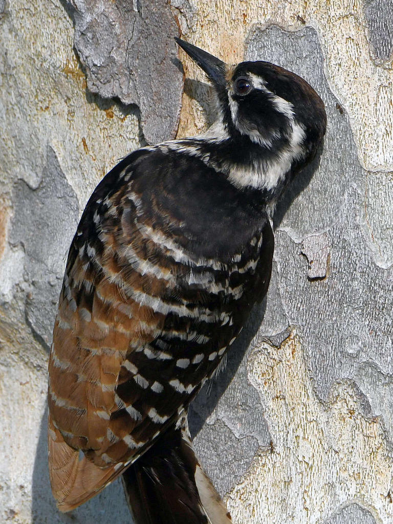 Woodpecker14.jpg