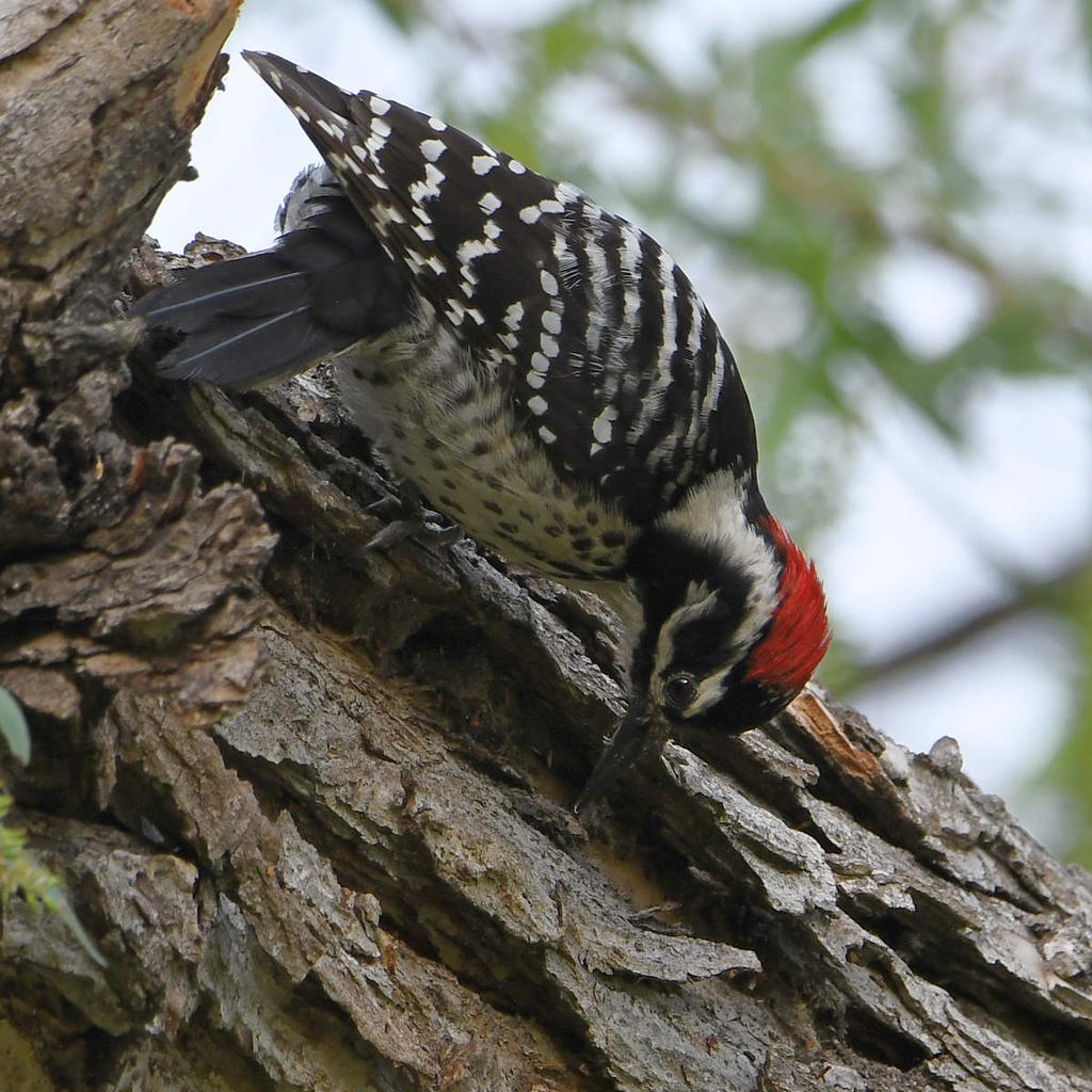 Woodpecker14.jpg
