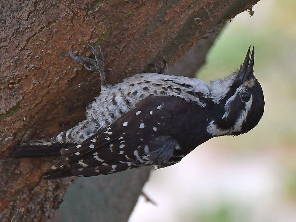 Woodpecker15.jpg