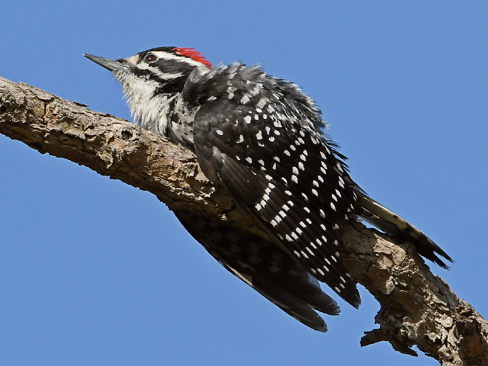 Woodpecker15.jpg