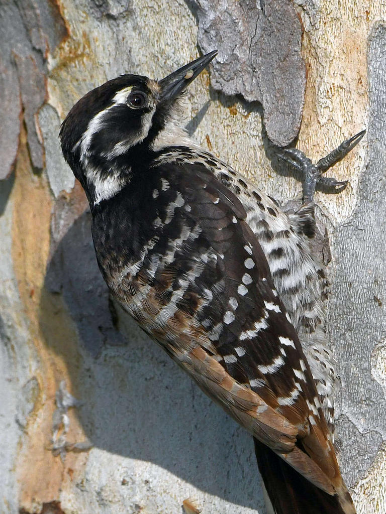 Woodpecker15.jpg