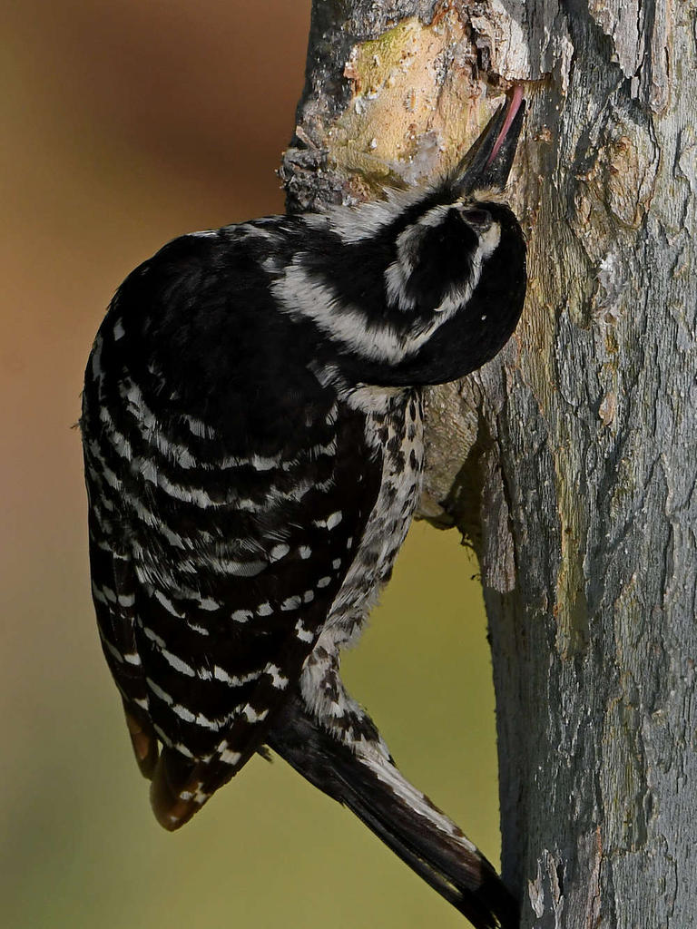 Woodpecker15.jpg