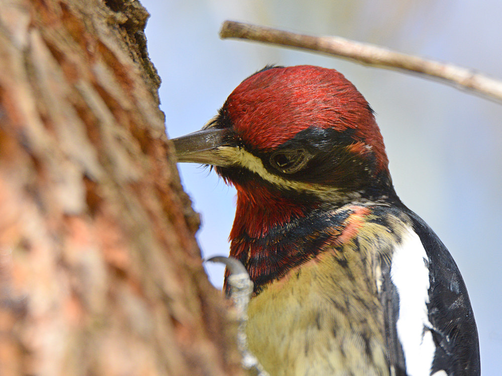 WoodPecker16.jpg