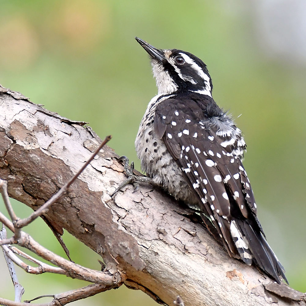 Woodpecker16.jpg