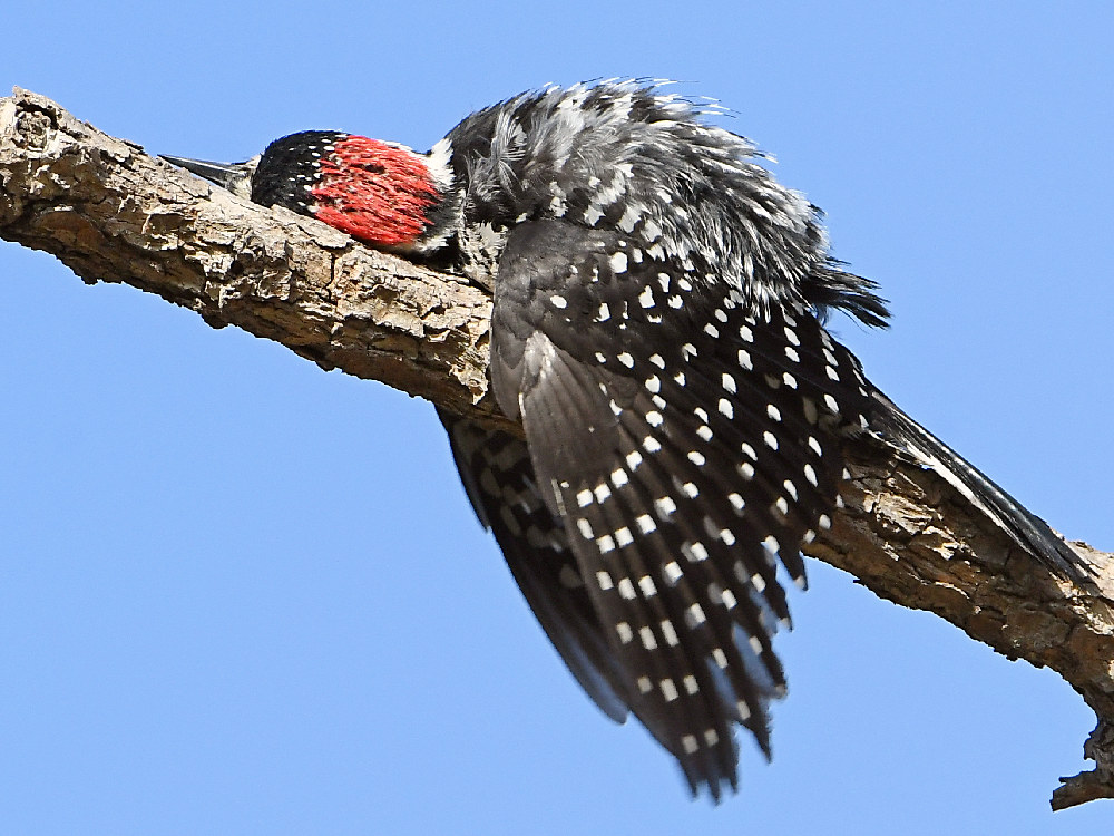 Woodpecker16.jpg