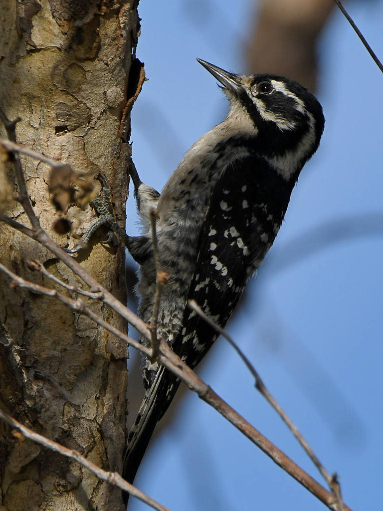 Woodpecker16.jpg