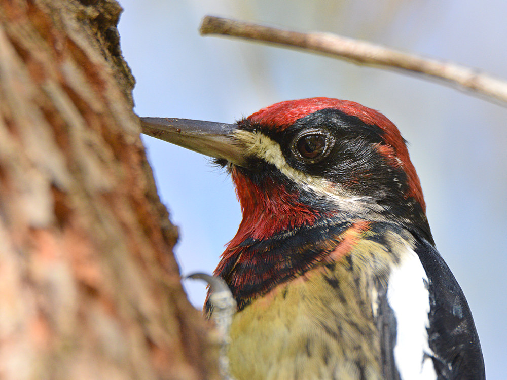 WoodPecker17.jpg