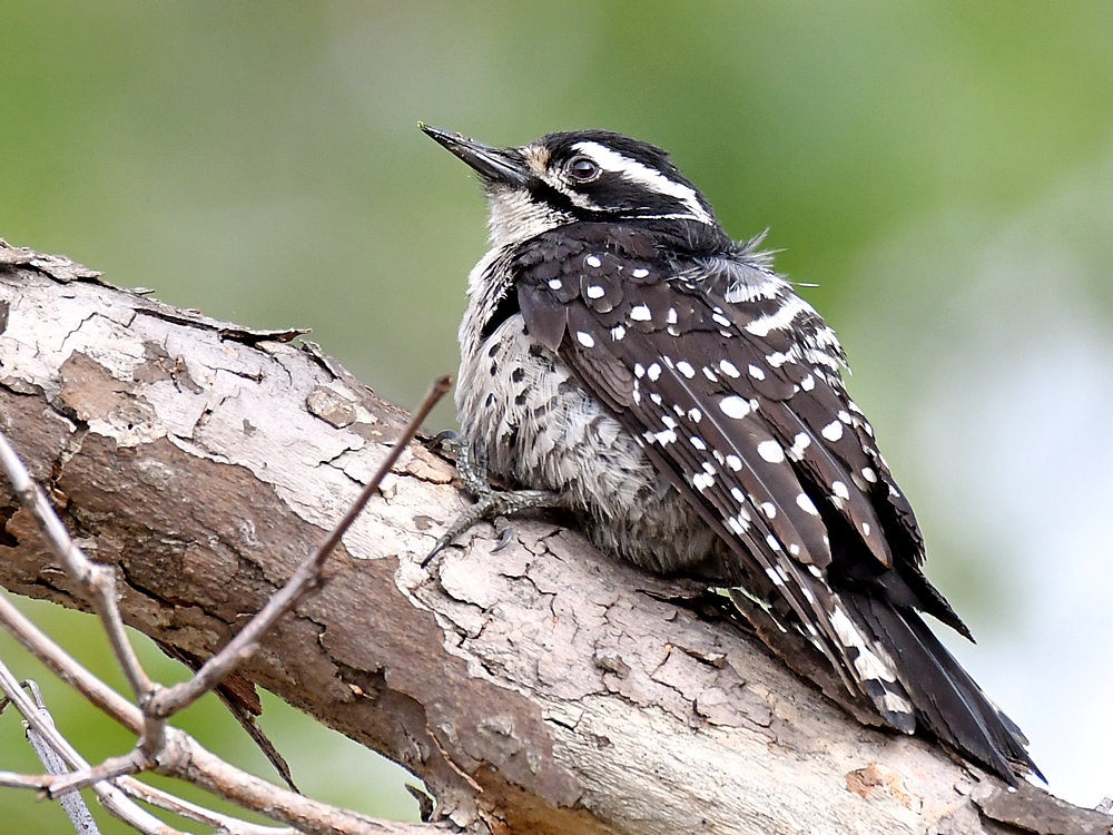 Woodpecker17.jpg