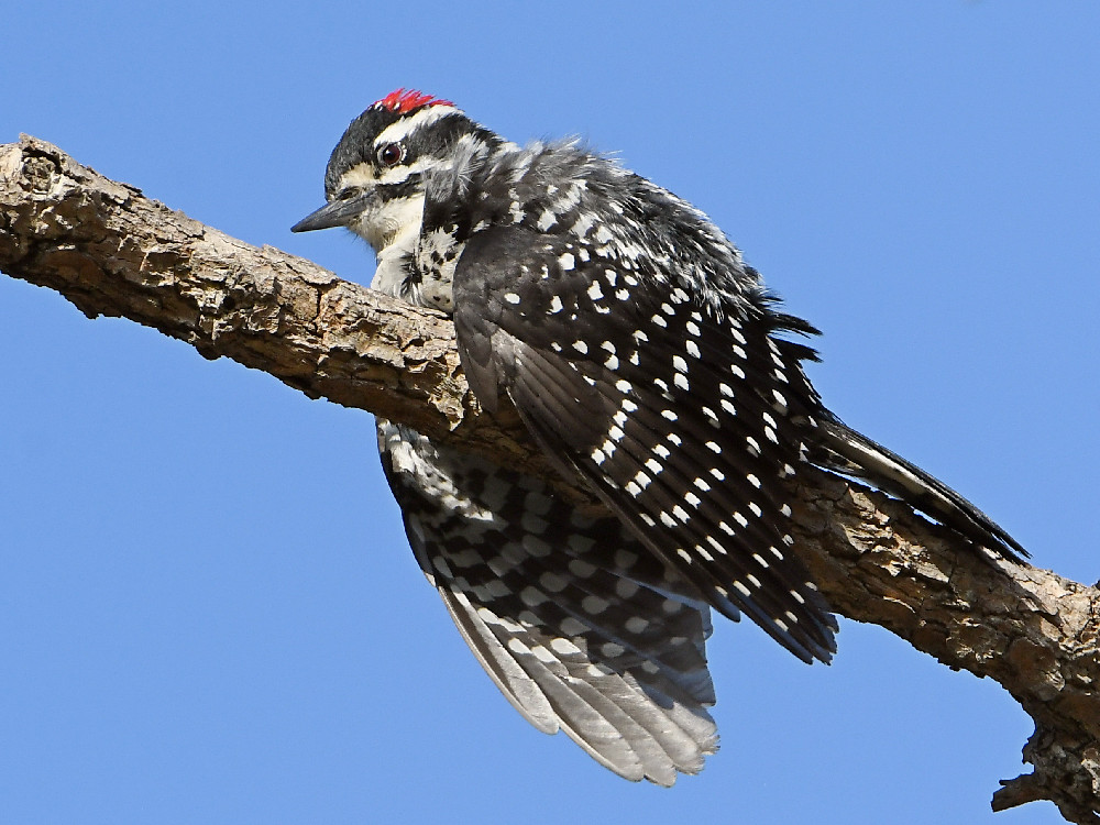 Woodpecker17.jpg