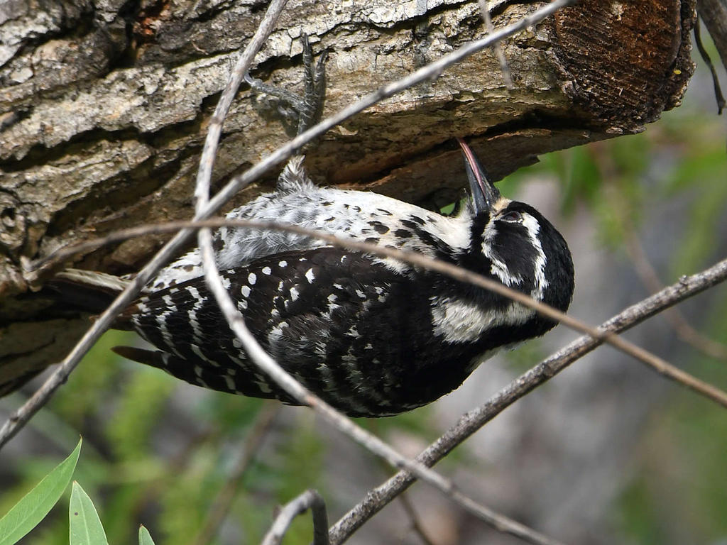 Woodpecker17.jpg