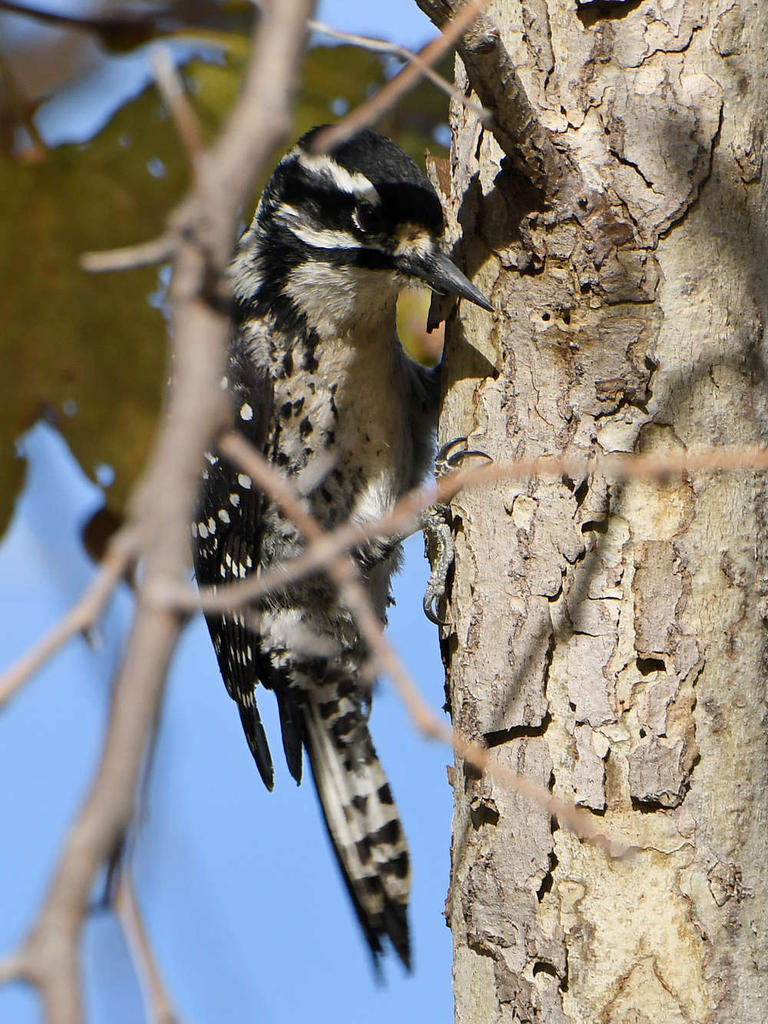 Woodpecker17.jpg