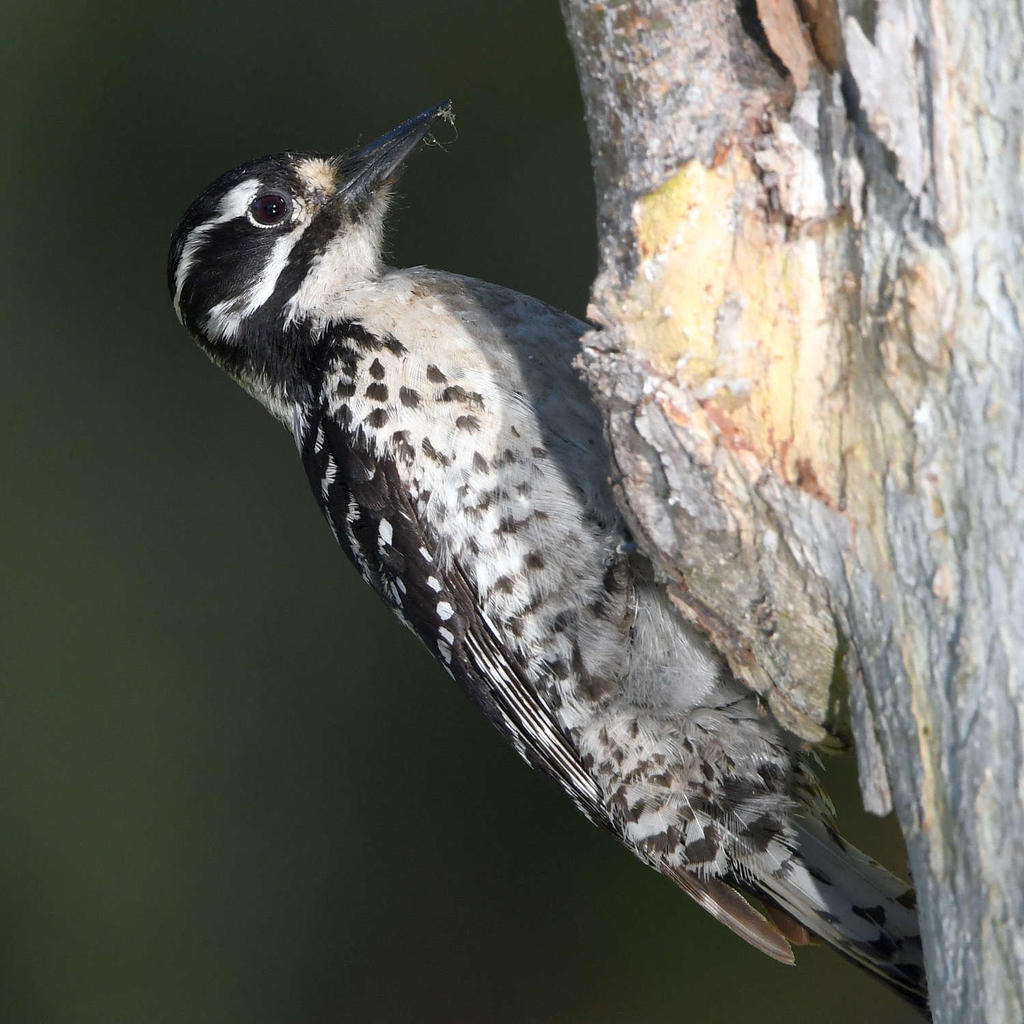 Woodpecker18.jpg