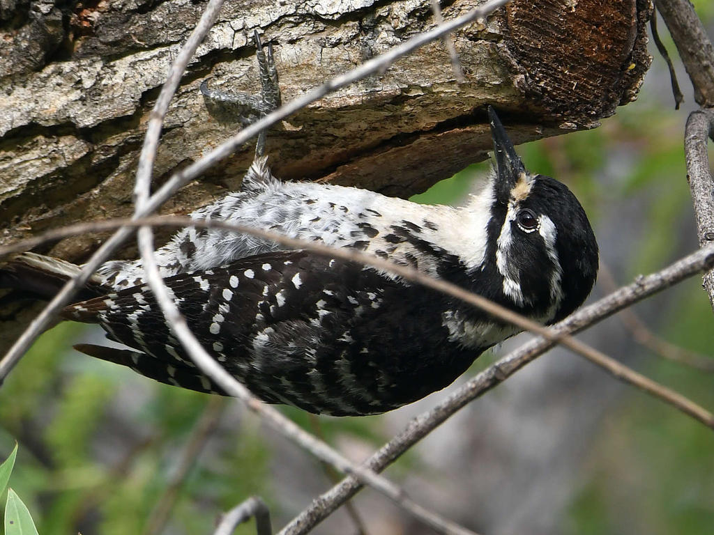 Woodpecker18.jpg