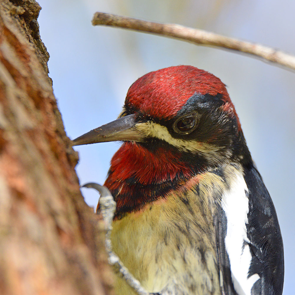 WoodPecker19.jpg