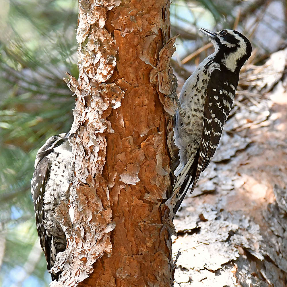 Woodpecker19.jpg