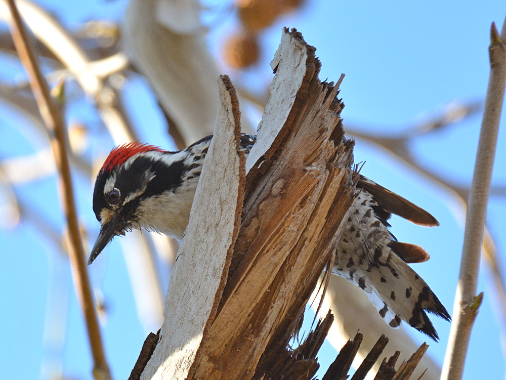 Woodpecker2.jpg