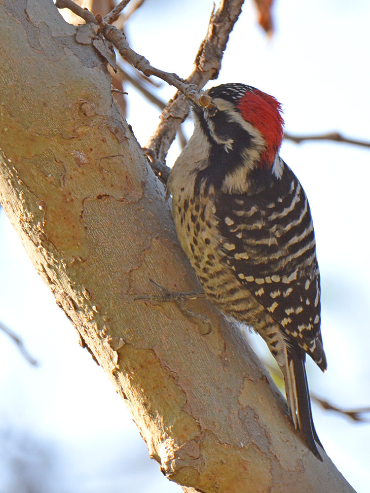 Woodpecker2.jpg