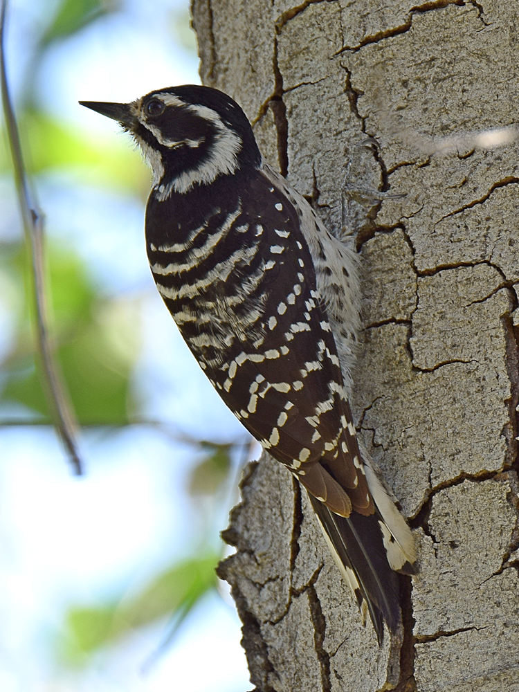 WoodPecker2.jpg