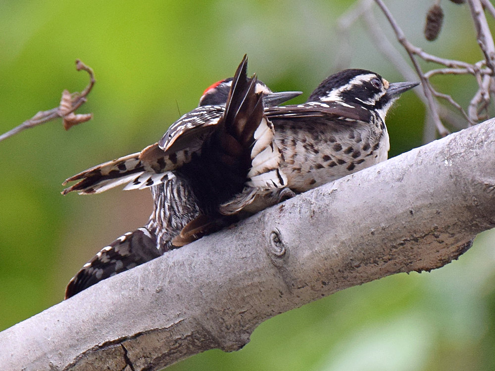 Woodpecker2.jpg