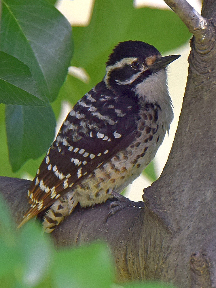 Woodpecker2.jpg