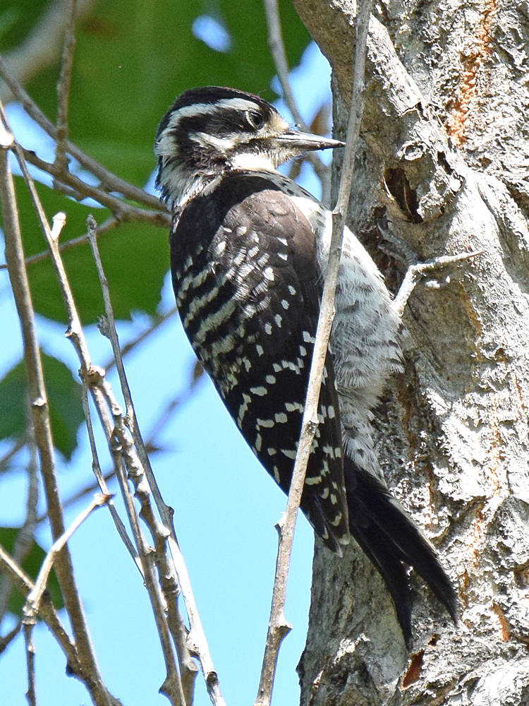 Woodpecker2.jpg