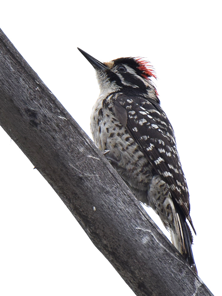Woodpecker2.jpg