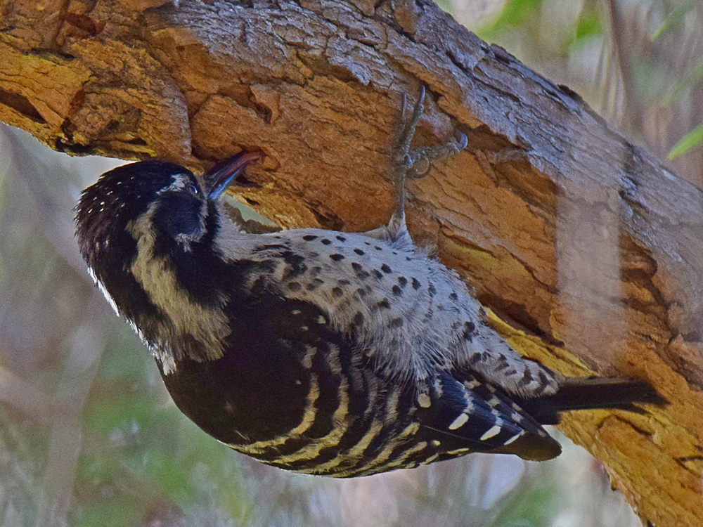 Woodpecker2.jpg