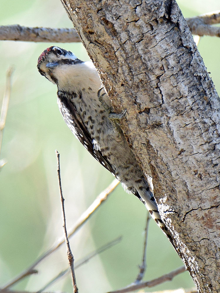 Woodpecker2.jpg