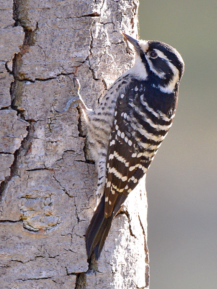 Woodpecker2.jpg
