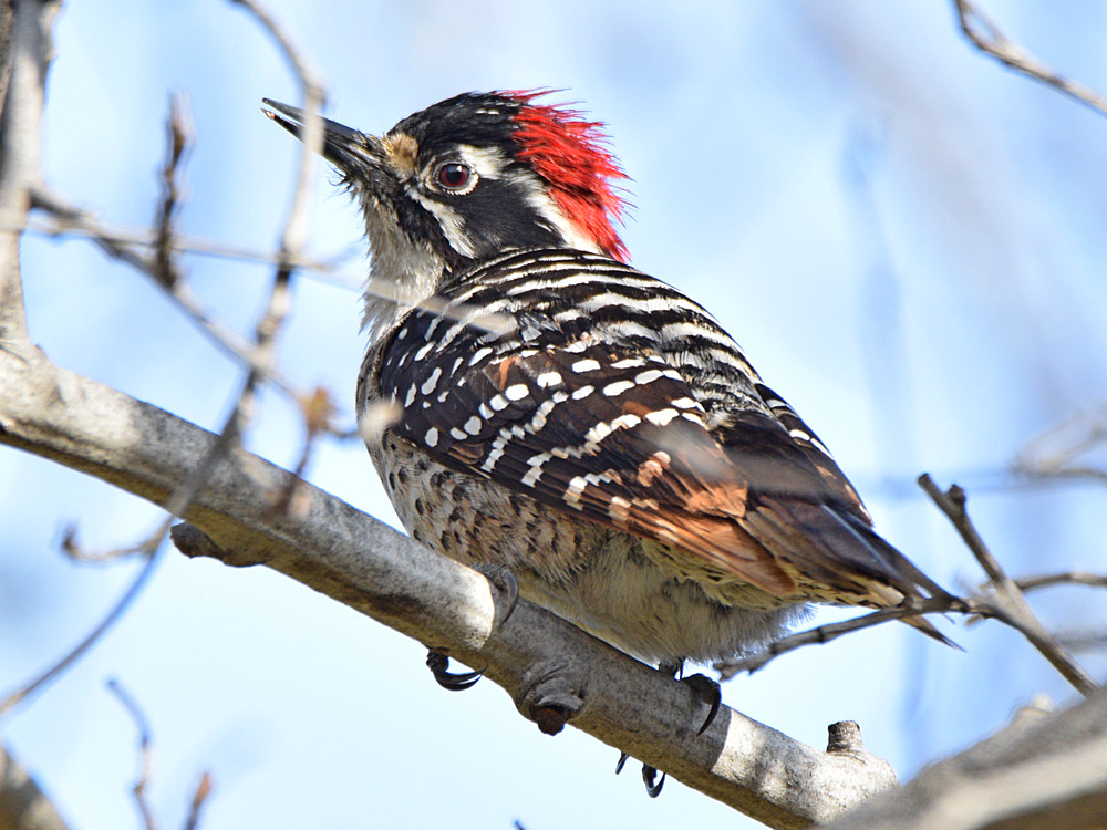 Woodpecker2.jpg