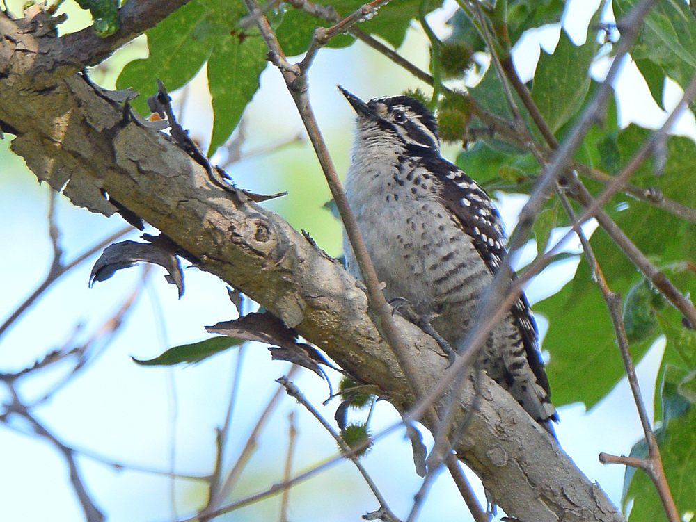 Woodpecker2.jpg