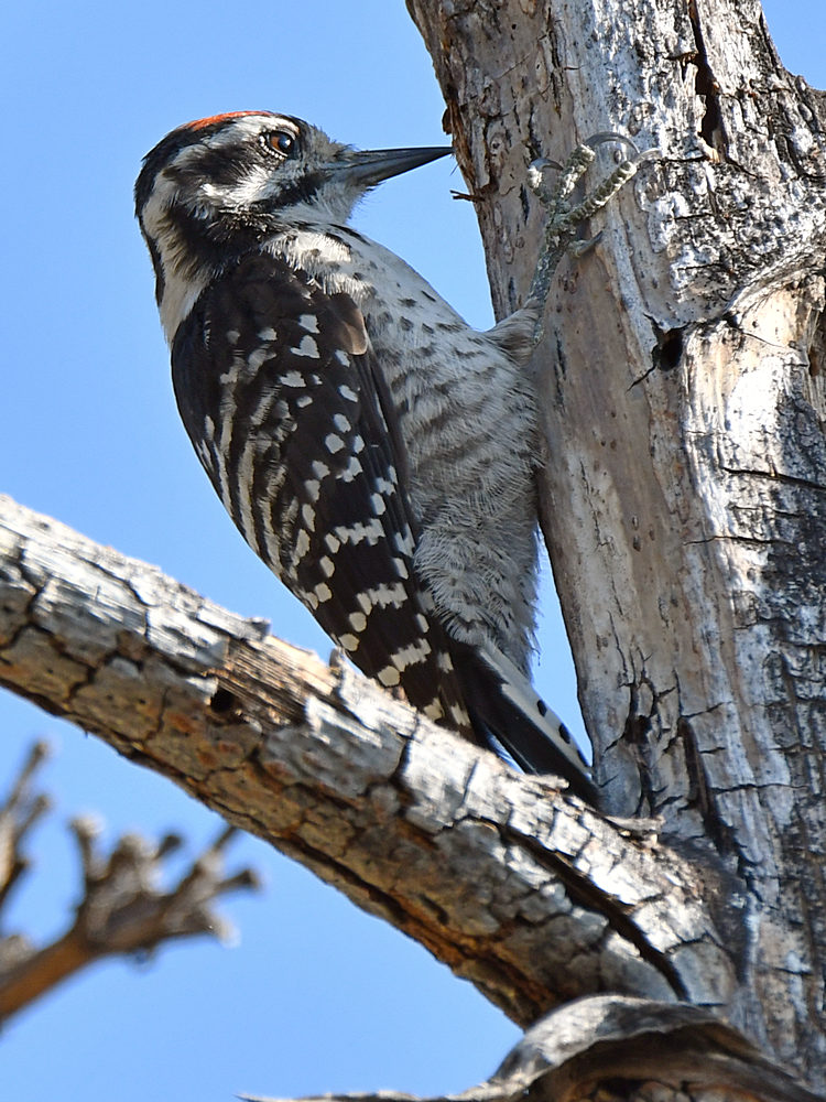 Woodpecker2.jpg
