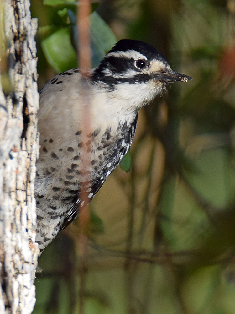 Woodpecker2.jpg