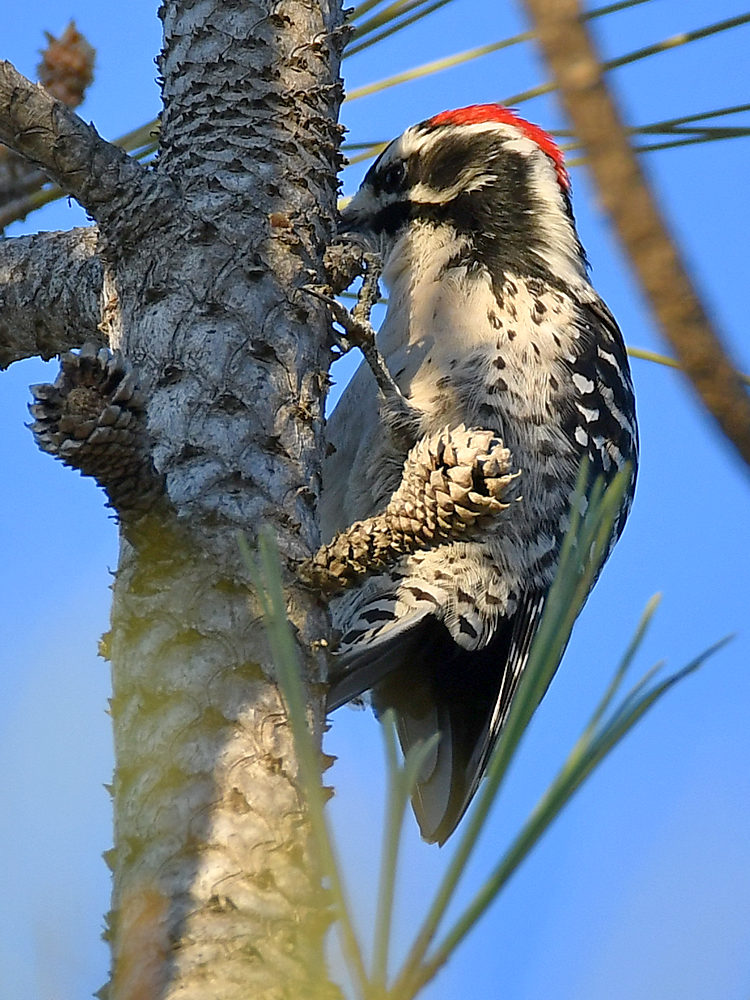 Woodpecker2.jpg