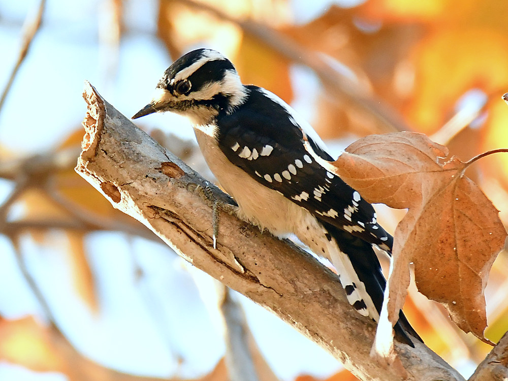 Woodpecker2.jpg