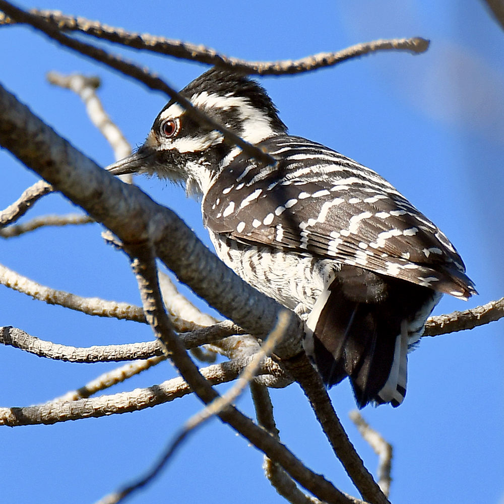 Woodpecker2.jpg